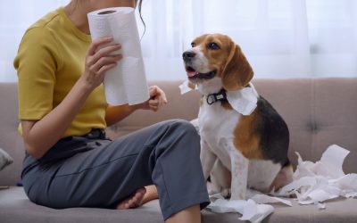 Travesuras Caninas: La Historia de un Día Lleno de Risas